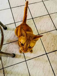 High angle view of cat on floor