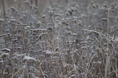 Close-up of stalks in field