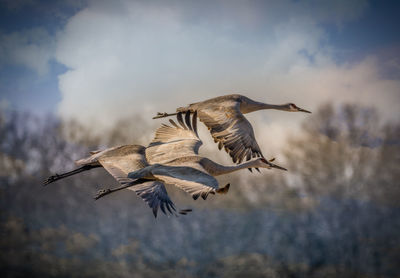 Low angle view of bird flying in sky