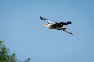 Low angle view of eagle flying against clear blue sky