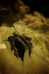 Close-up of plant against blurred background