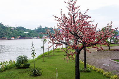 Cherry blossoms in spring against sky