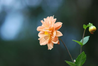 Close-up of flowering plant