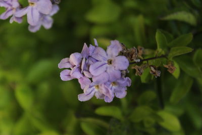 Close-up of purple flowering plant