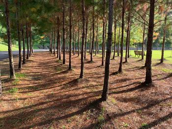 Trees growing in forest