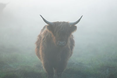 Horse standing in a field