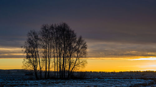 Silhouette trees on field against sky during sunset