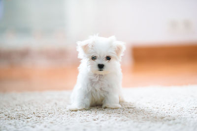 Portrait of white puppy on rug at home