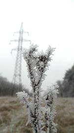 Close-up of snow on tree against sky