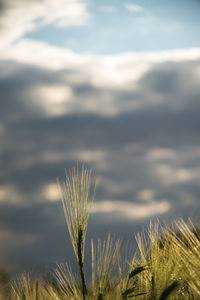 Close-up of plant growing on field against sky