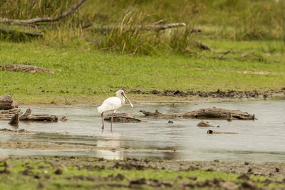 View of birds in lake