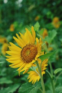 Close-up of sunflower