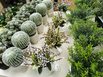 High angle view of white flowering plants on table