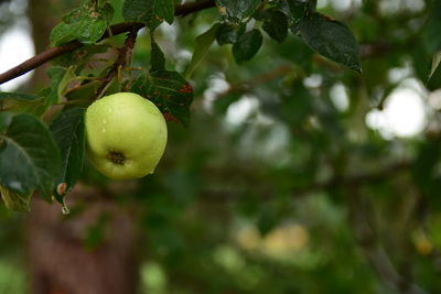 Close-up of fruits growing on tree