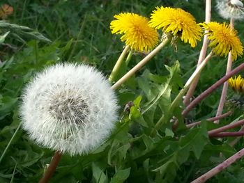 Close-up of yellow dandelion blooming in field