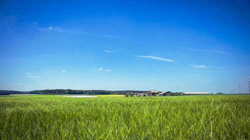 Scenic view of agricultural field against blue sky