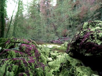 Scenic view of forest