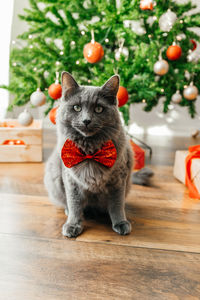 Beautiful domestic gray cat in festive bow tie sits next to a christmas tree and a box with a gift