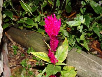 Close-up high angle view of flower