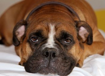 Close-up of dog on bedsheet