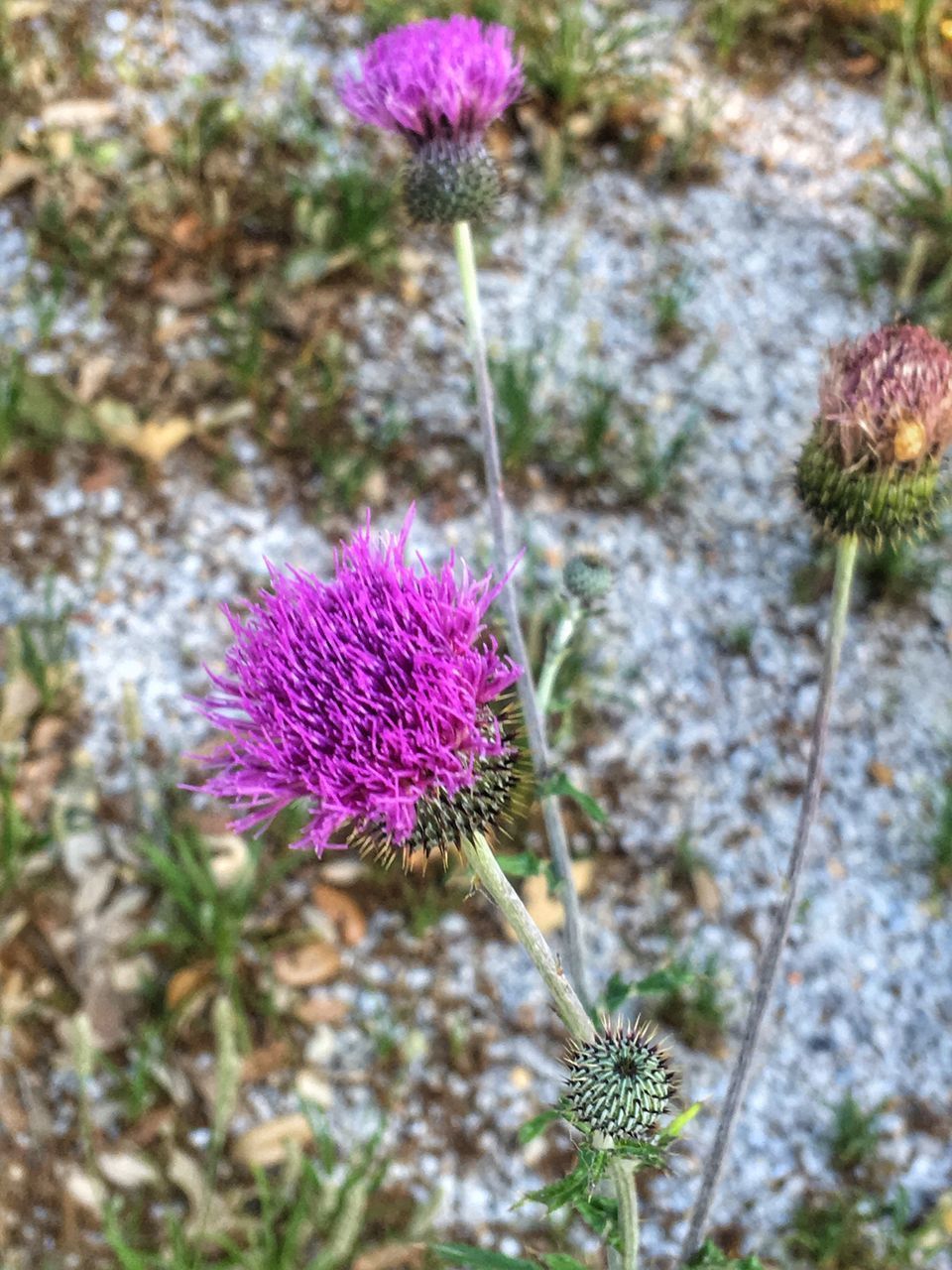 CLOSE-UP OF FRESH PURPLE FLOWER BLOOMING IN GARDEN