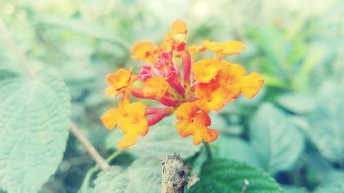 Close-up of yellow flowers