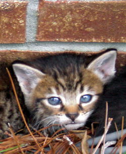 Close-up portrait of cat