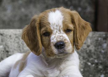 Close-up portrait of dog