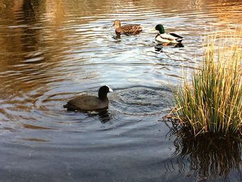 Ducks in water