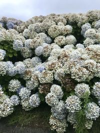 High angle view of white flowering plants