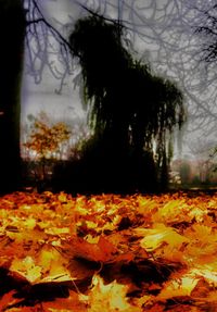 Close-up of autumn trees in forest during winter