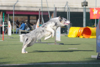 Side view of dog jumping