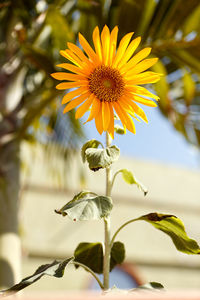 Close-up of yellow flower blooming outdoors