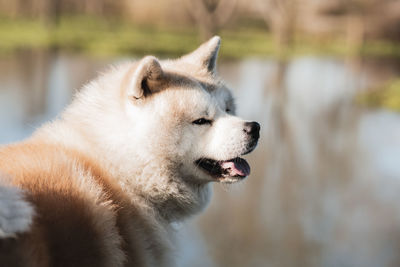 Close-up of a dog looking away