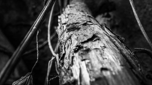 Close-up of lizard on tree trunk