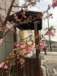 Flowers in front of building