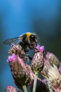 Close-up of bee pollinating on purple flower