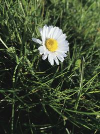 Close-up of white daisy