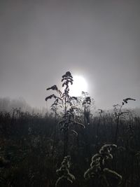 Low angle view of trees on field against sky