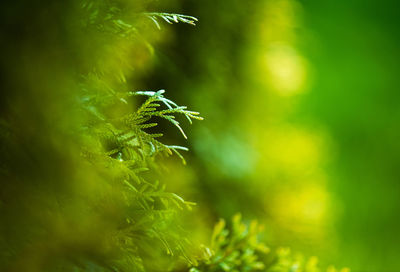 Close-up of fresh green plant