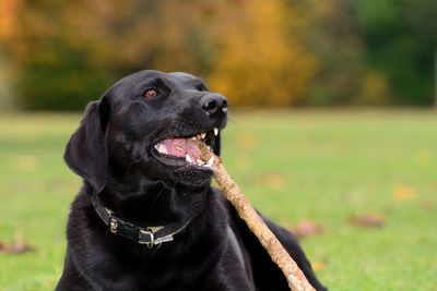 Close-up of dog biting stick