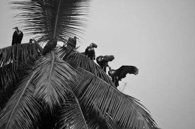 Low angle view of palm trees against clear sky