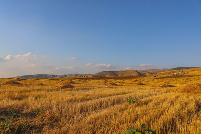 The yellow grass crops in the autumn season in the north of jordan