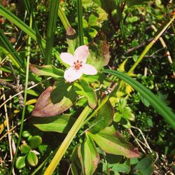 Close-up of white flowers