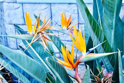 Close-up of yellow flowering plant