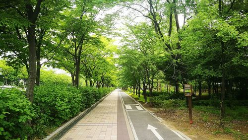 Empty road amidst trees in forest