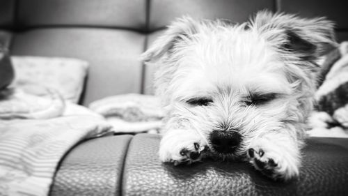 Close-up portrait of dog relaxing on sofa at home