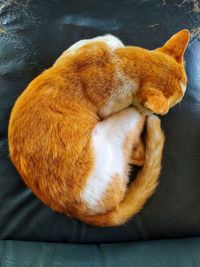 High angle view of cat sleeping on sofa