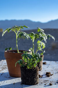 Table top view of gardening or potting bench with young tomato plants, clay pot, garden basket