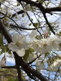 Close-up of apple blossoms in spring